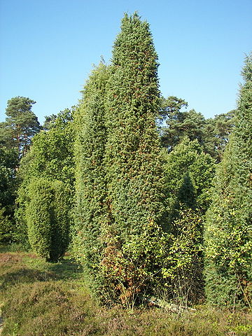 Juniperus communis